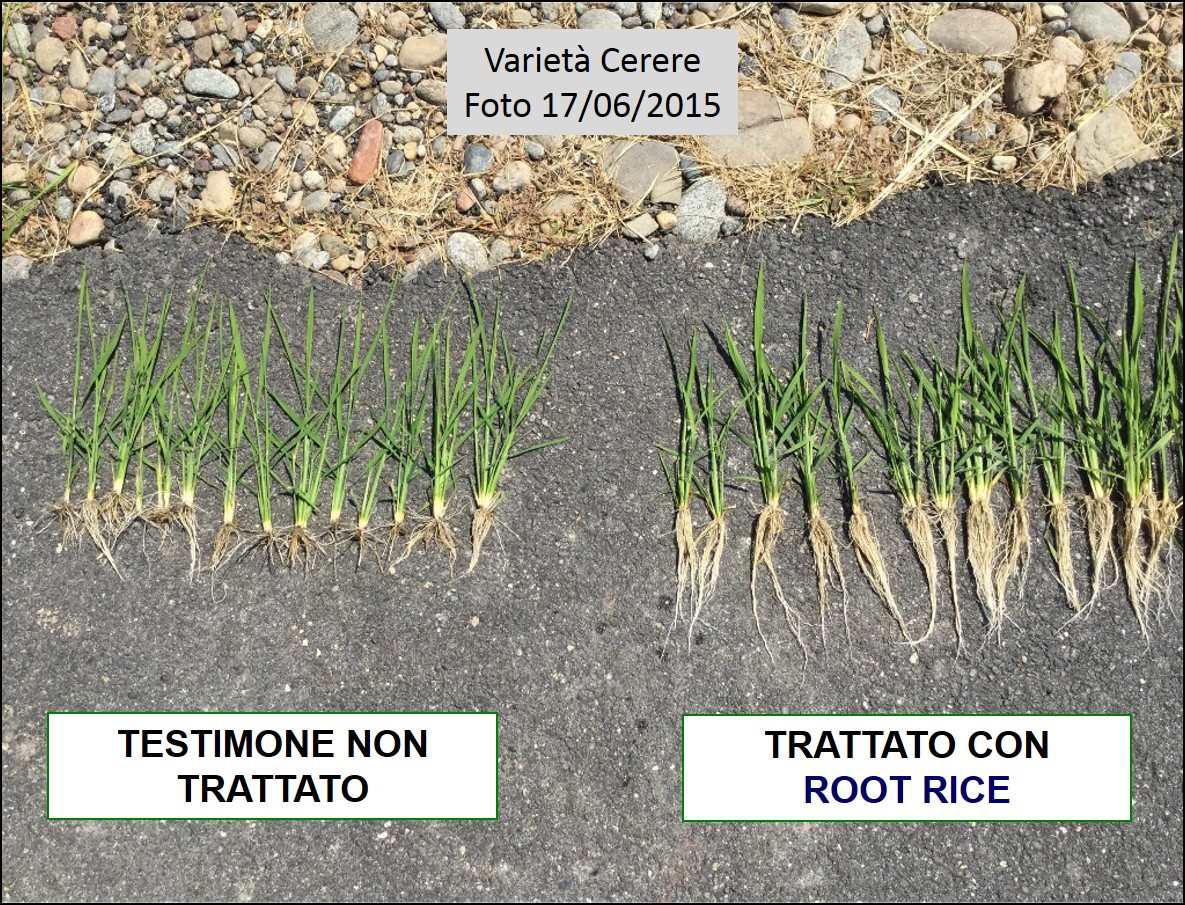 Comparazione delle piante di riso trattate con ROOT RICE e Testimone